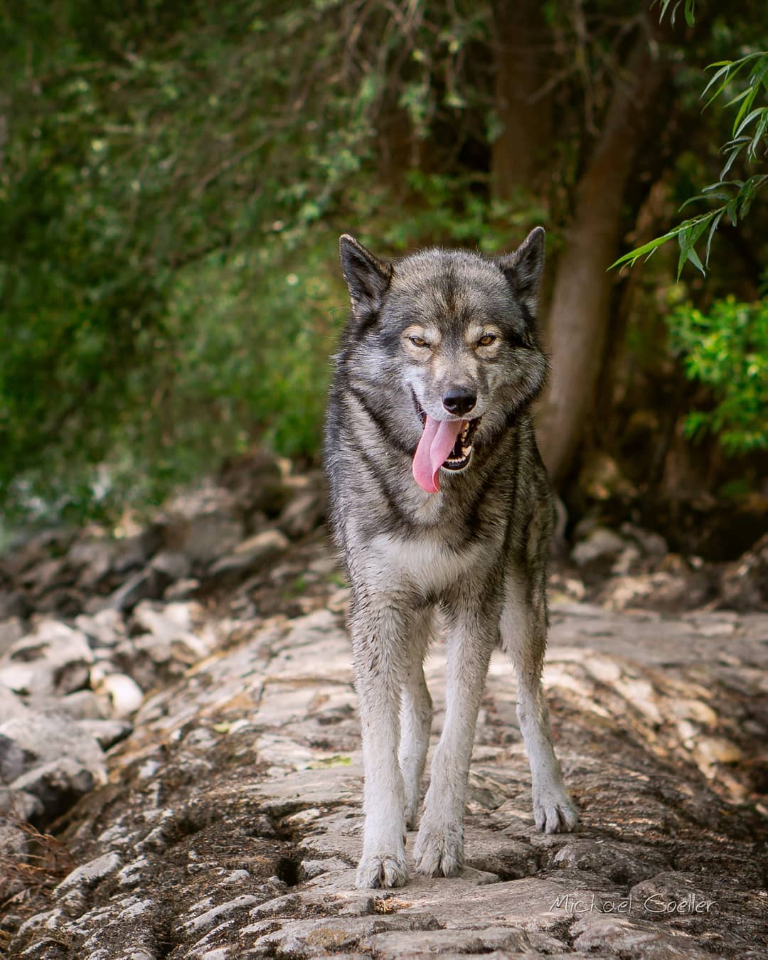 Ninja got attacked 
.
On our daily hikes we meet a lot of dogs and people.
Today…