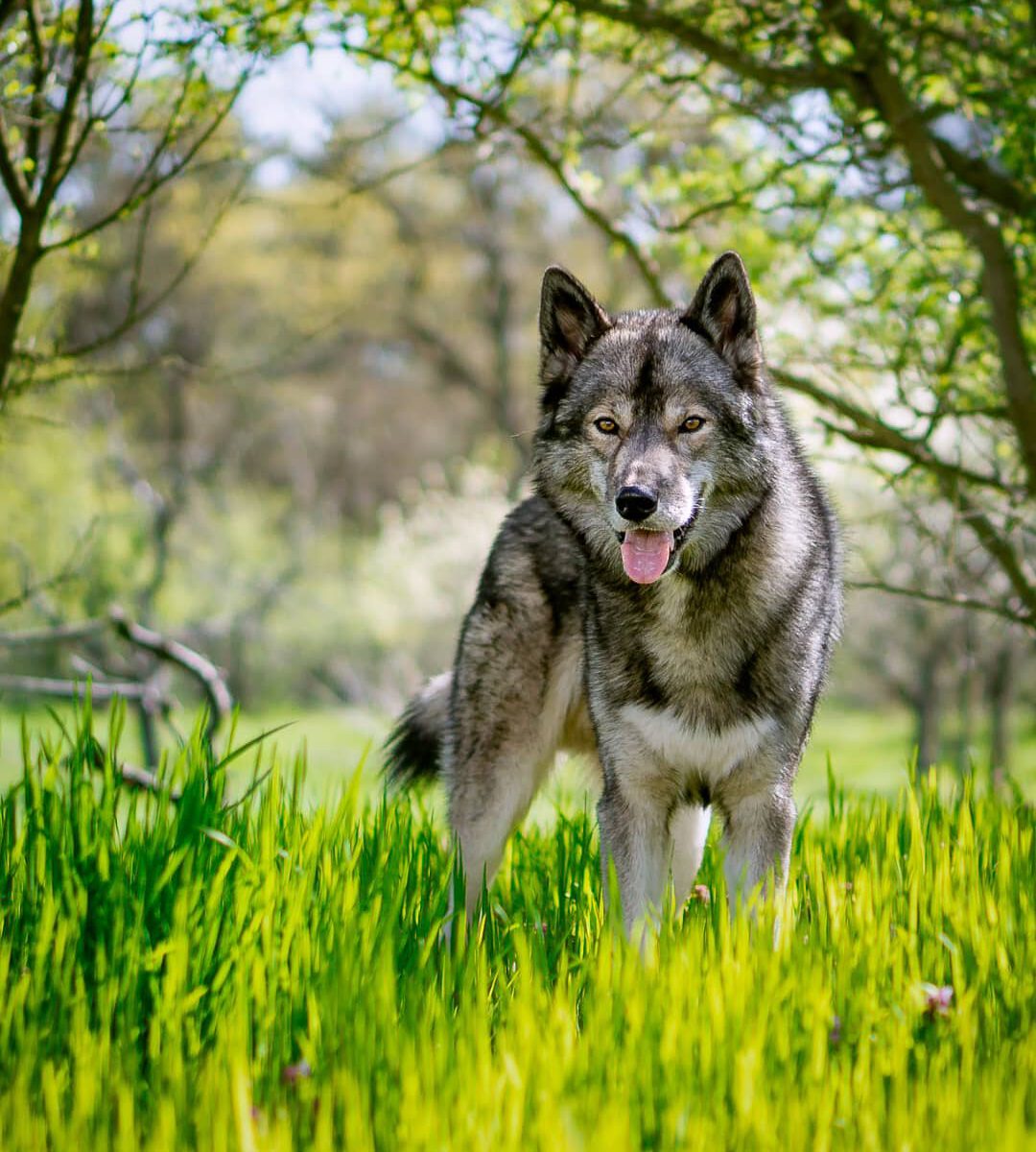 Ninja is clearly enjoying spring. He still has a lot of undercoat for these warm...