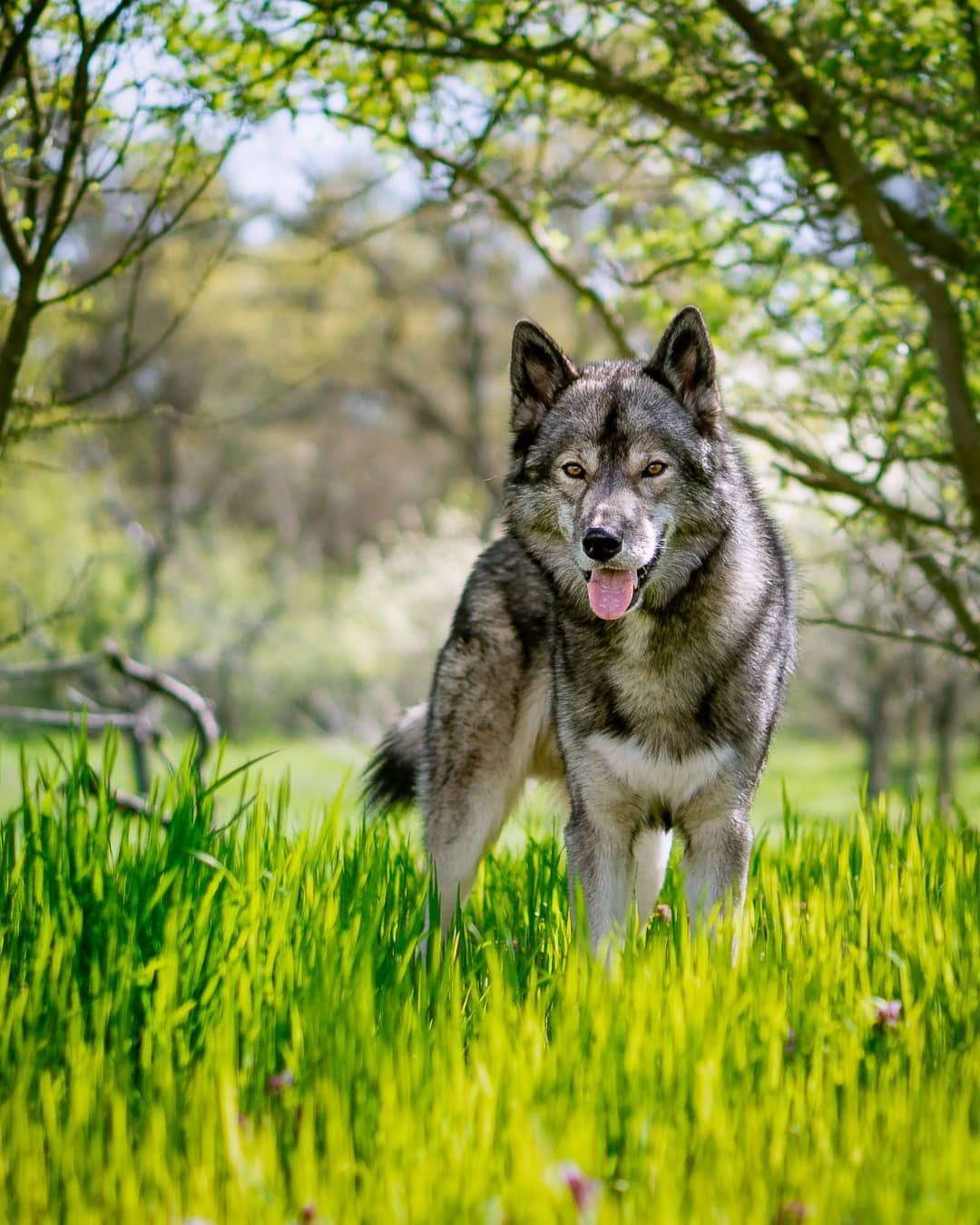 Ninja is clearly enjoying spring. He still has a lot of undercoat for these warm…