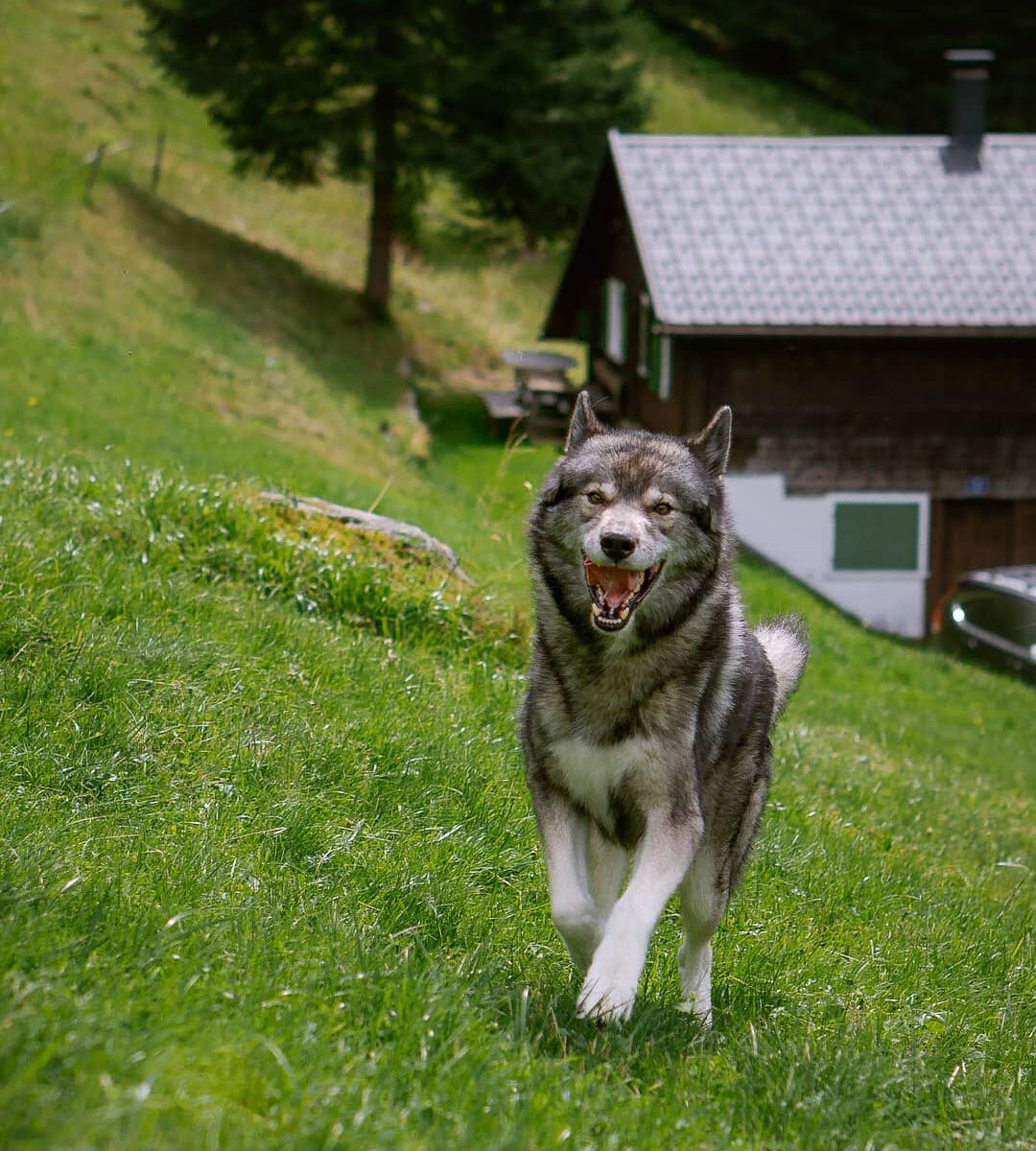 Ninja loves it up here... the lovely mountain cabin of  and 
.

.
It is at the e...