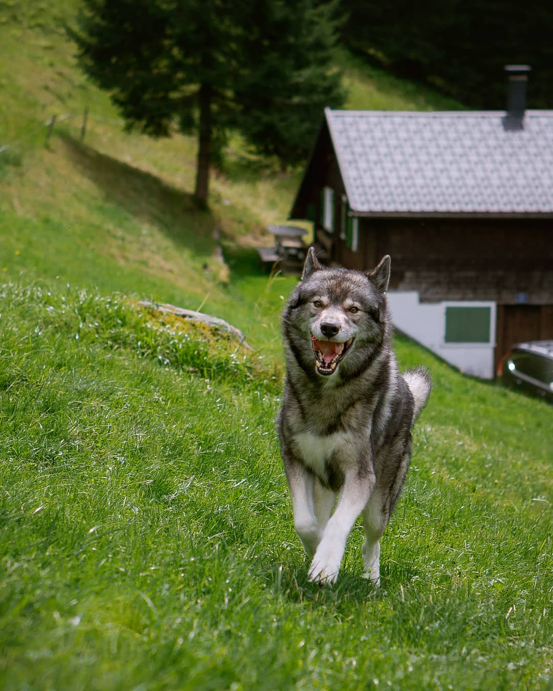 Ninja loves it up here… the lovely mountain cabin of  and 
.

.
It is at the e…