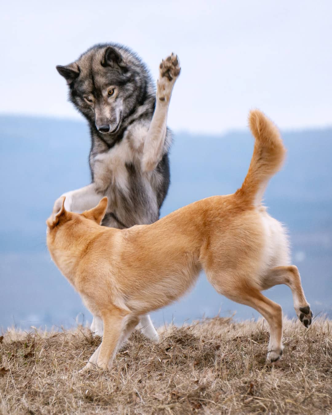 Ninja showing off his moves 
.
Earlier I described Ninja as not very playful, bu…