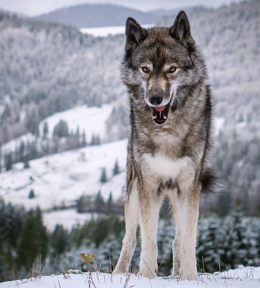 Ninja simply loves the snow.
.
While our polar dogs are well adjusted to our sum...