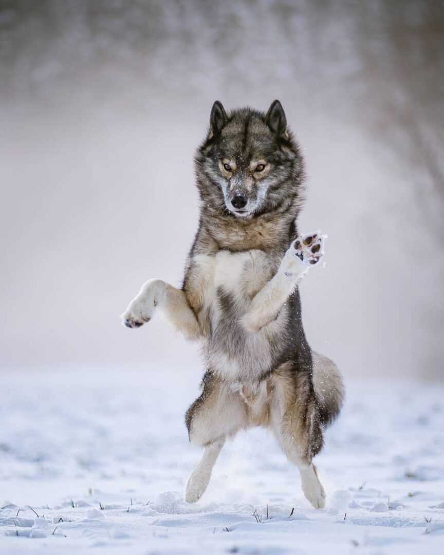 Ninja while doing 'Beide!', 'both paws!'. It is so fun that he take off ground e...