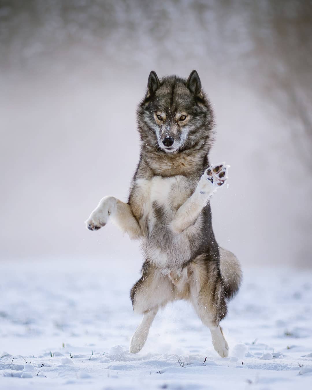 Ninja while doing ‚Beide!‘, ‚both paws!‘. It is so fun that he take off ground e…