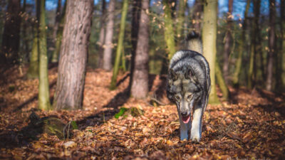 Ninja @Lennebergwald, Heidesheim