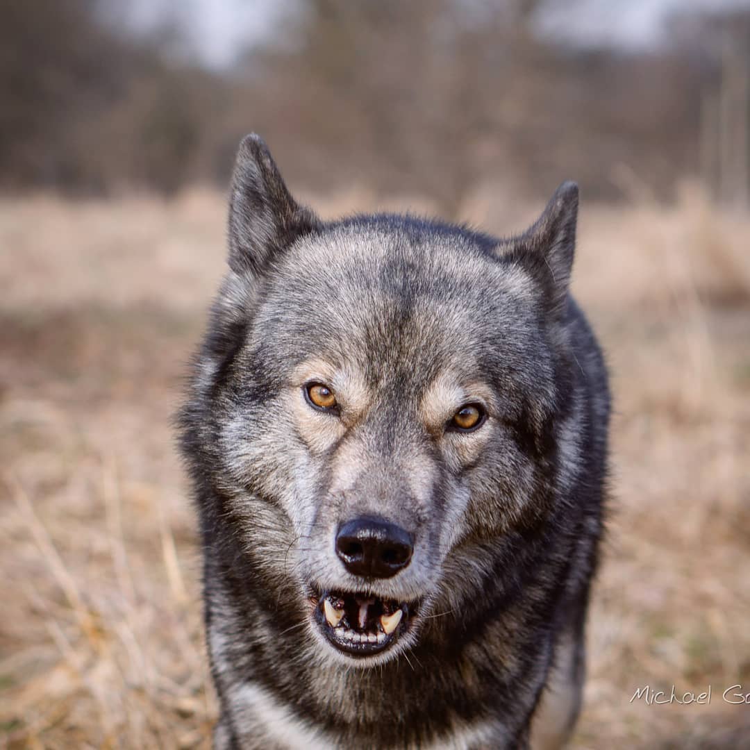 Ninjas 'Woof'-face

This is how Ninja looks when he does a 'Woof'. Unlike the ot...