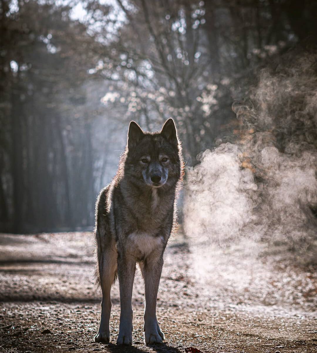 On a cold winter morning I am in love with frost and the light. The crunching so...