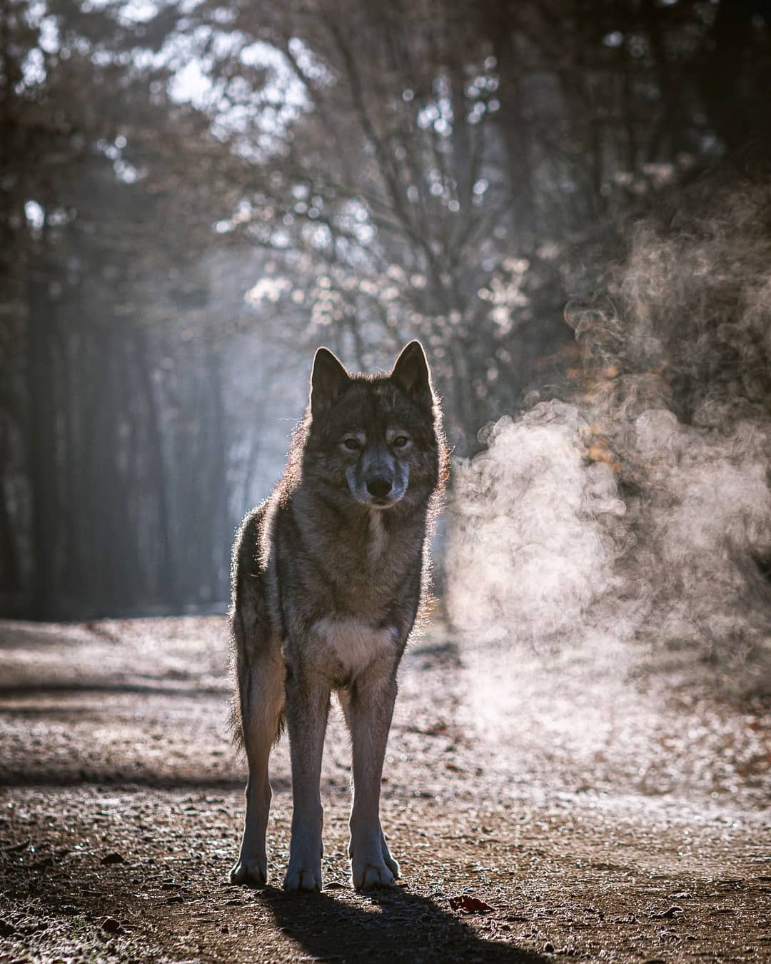 On a cold winter morning I am in love with frost and the light. The crunching so…