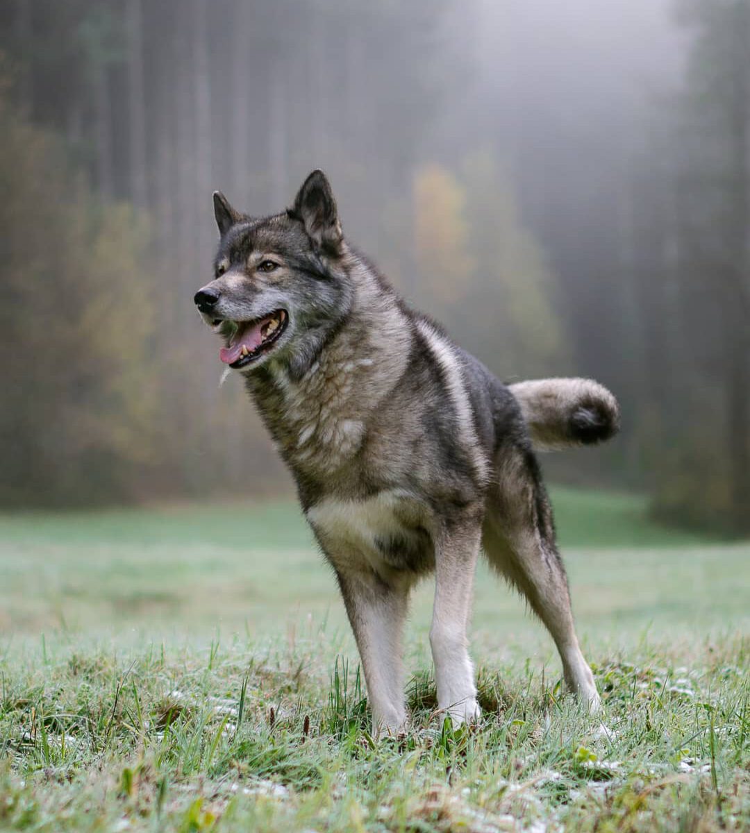 On a moody, foggy morning we chose to hike along a beautiful meadow.
The grass w...