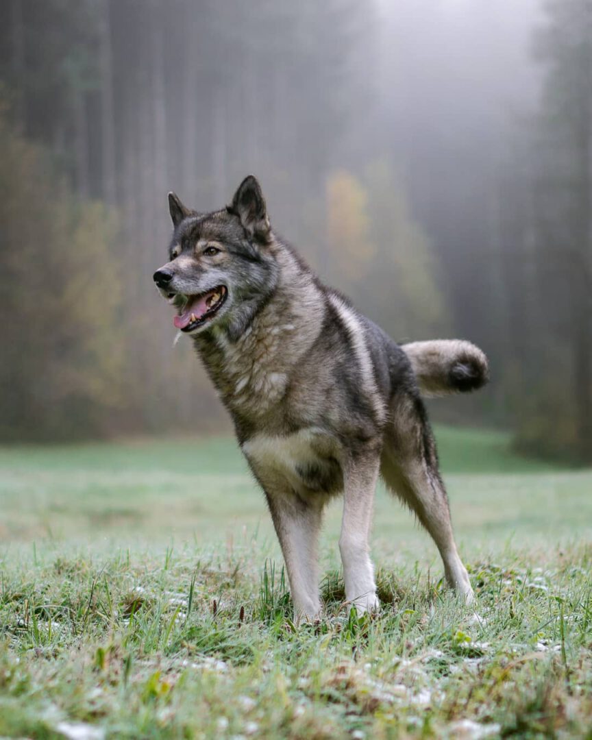 On a moody, foggy morning we chose to hike along a beautiful meadow.
The grass w...