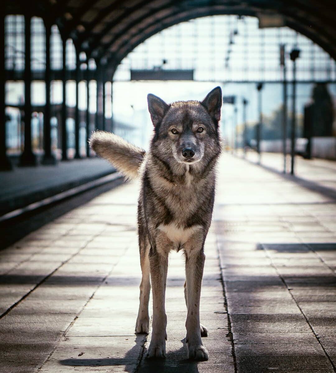 On the  r̶o̶a̶d̶ rail again... 
.
Seems as if these days are for moody edits... ...