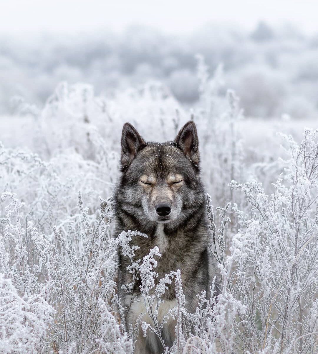 One of my favorite settings was this time of hoar frost 
.
We never had similar ...