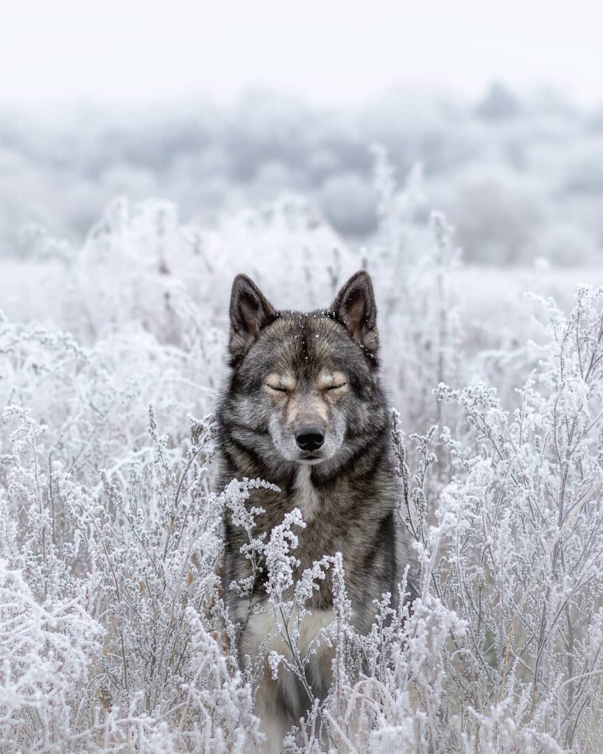 One of my favorite settings was this time of hoar frost 
.
We never had similar ...