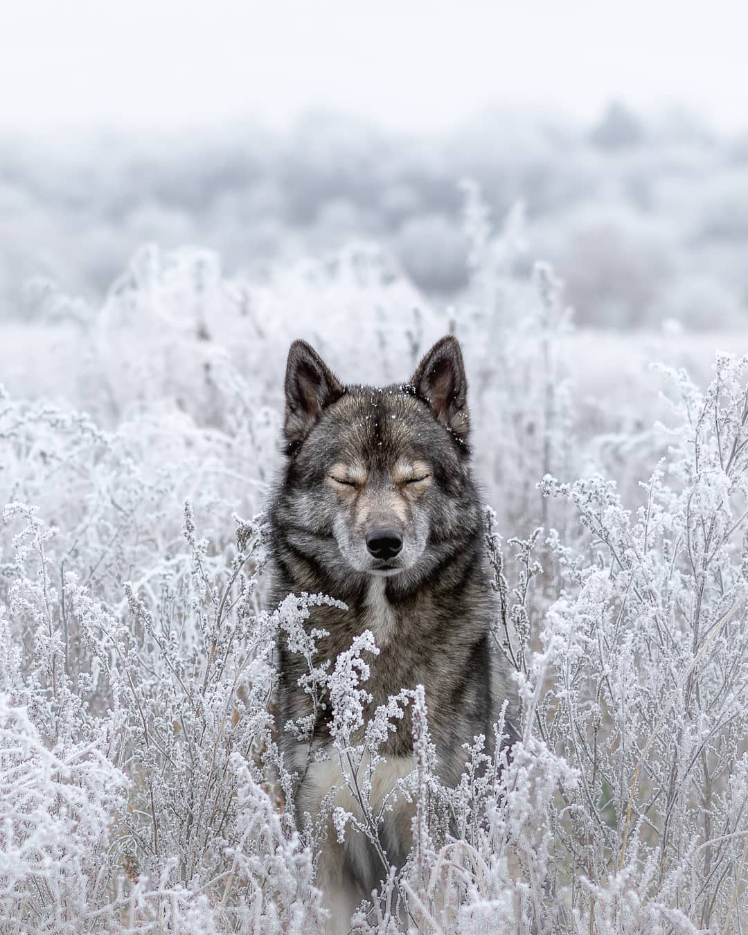 One of my favorite settings was this time of hoar frost 
.
We never had similar …