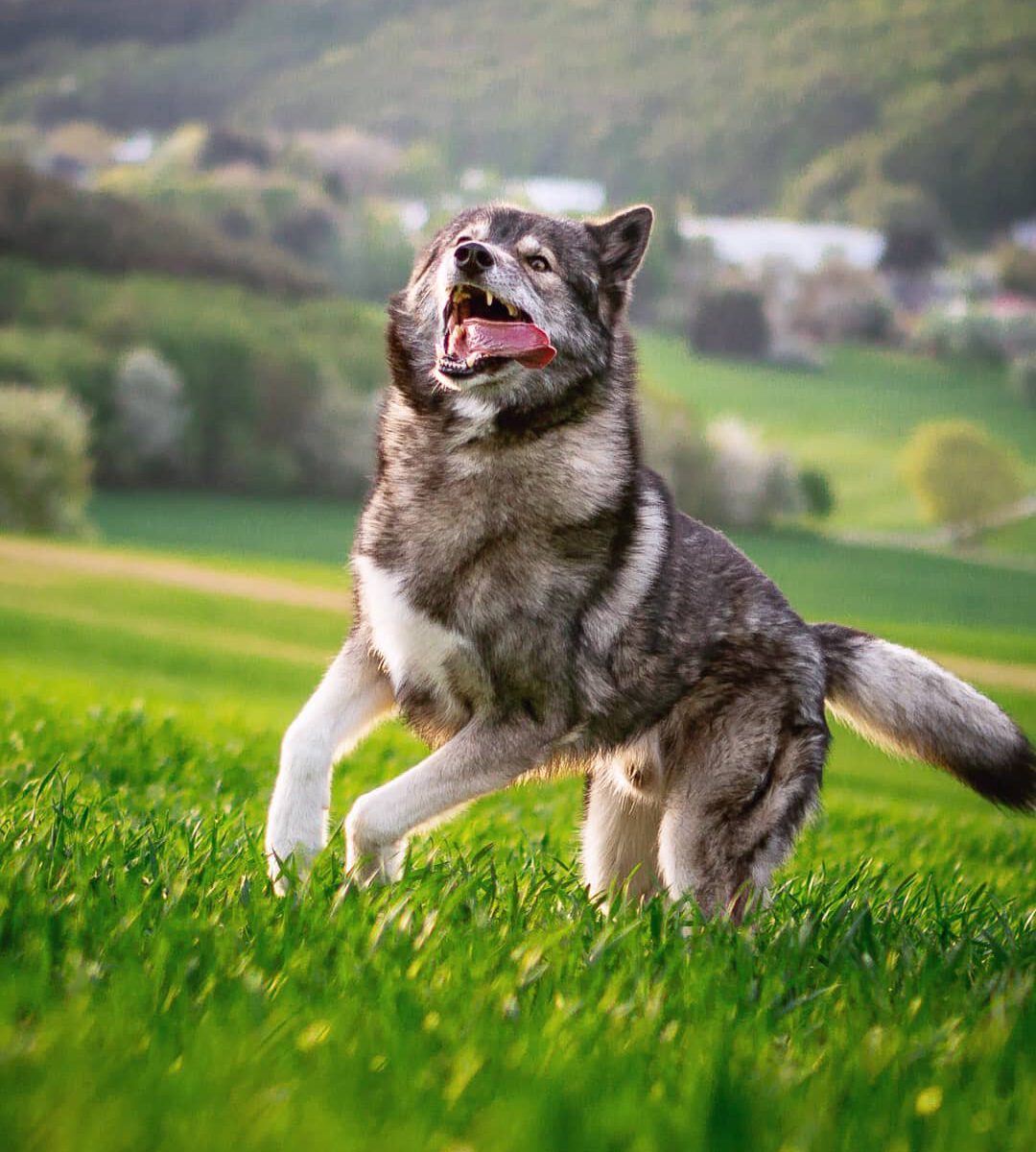 One of the most beautiful moments is Ninja dashing over the meadows... The joy s...