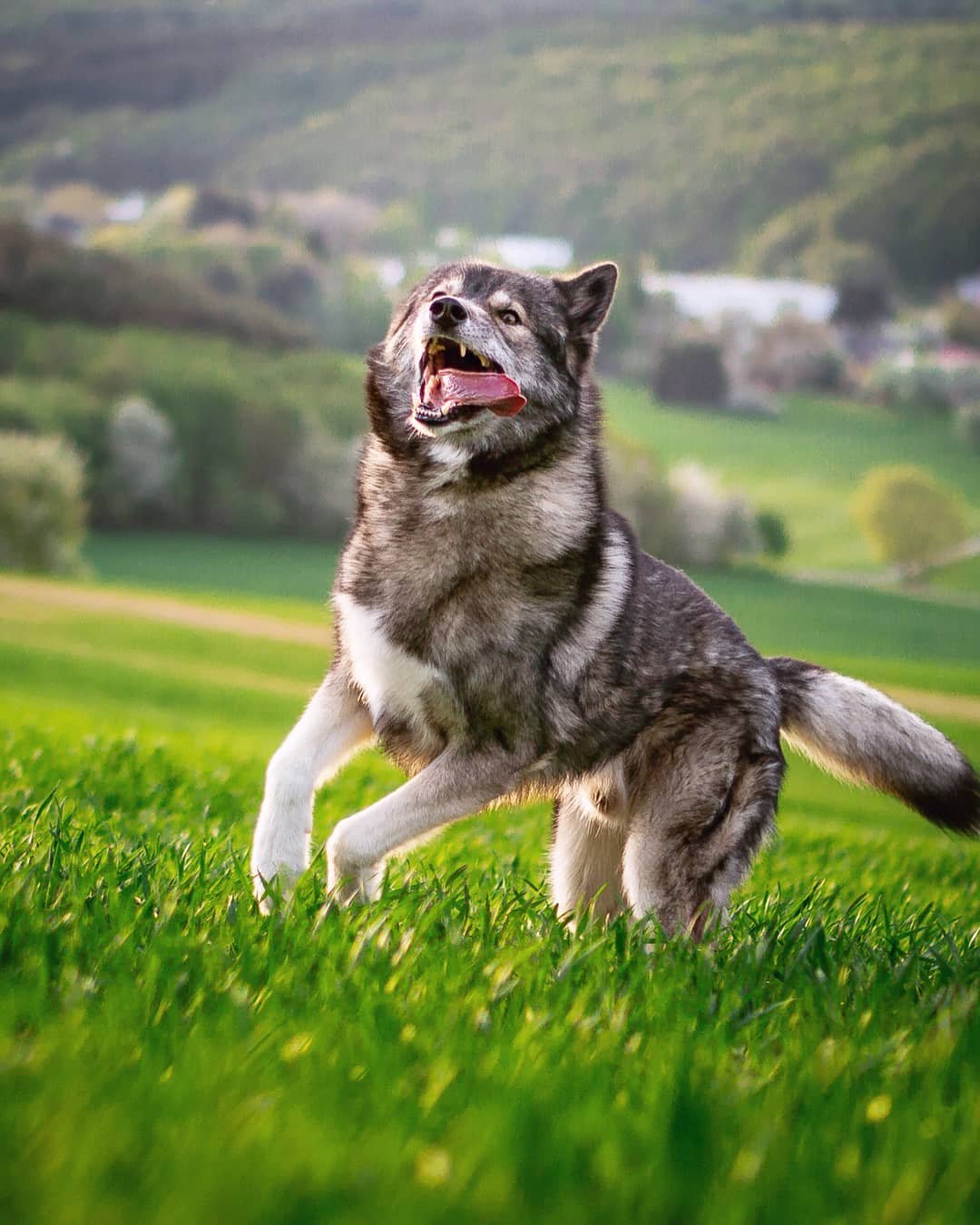 One of the most beautiful moments is Ninja dashing over the meadows… The joy s…