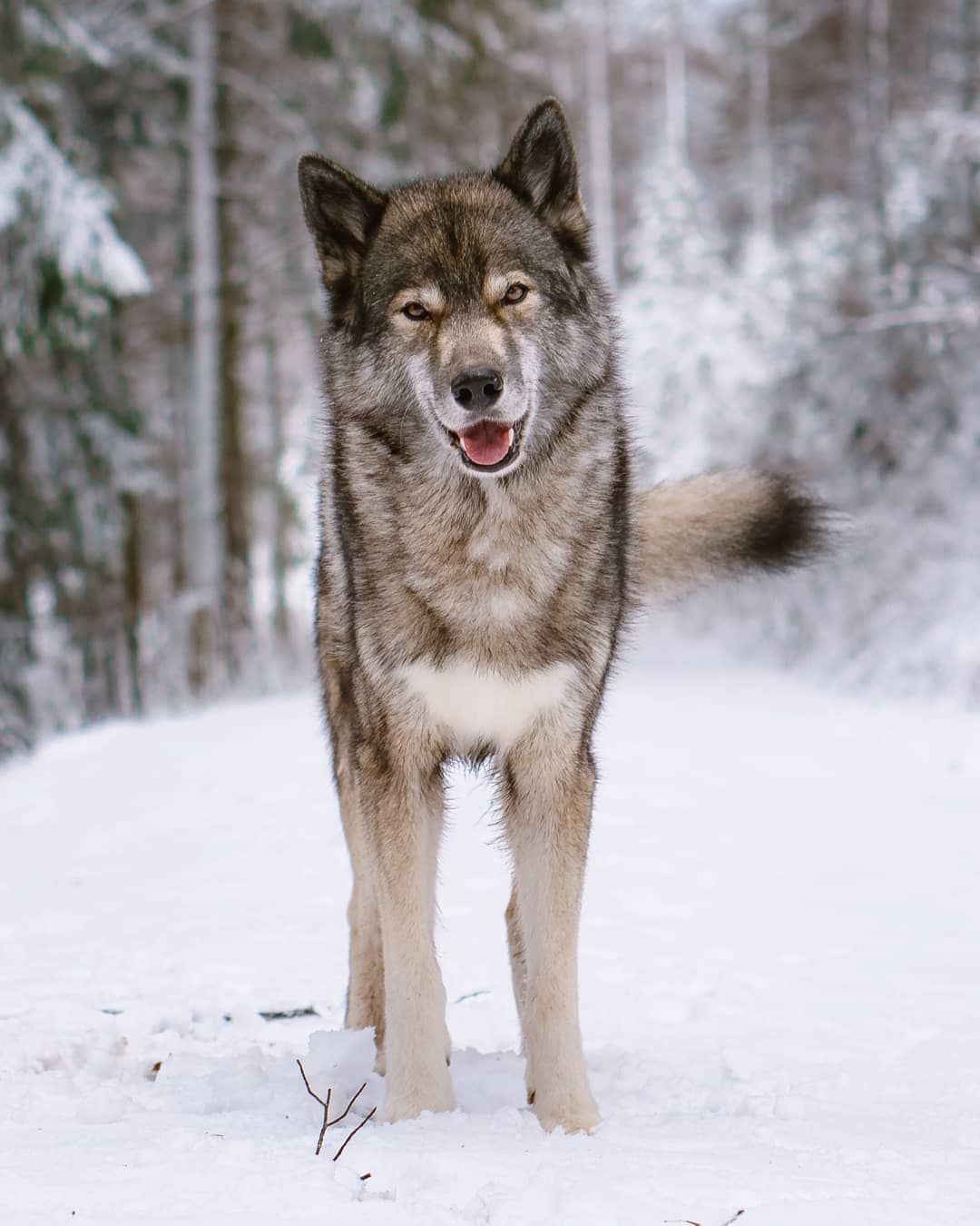 Over the years Ninja has become a very routined dogmodel. He follows my commands…