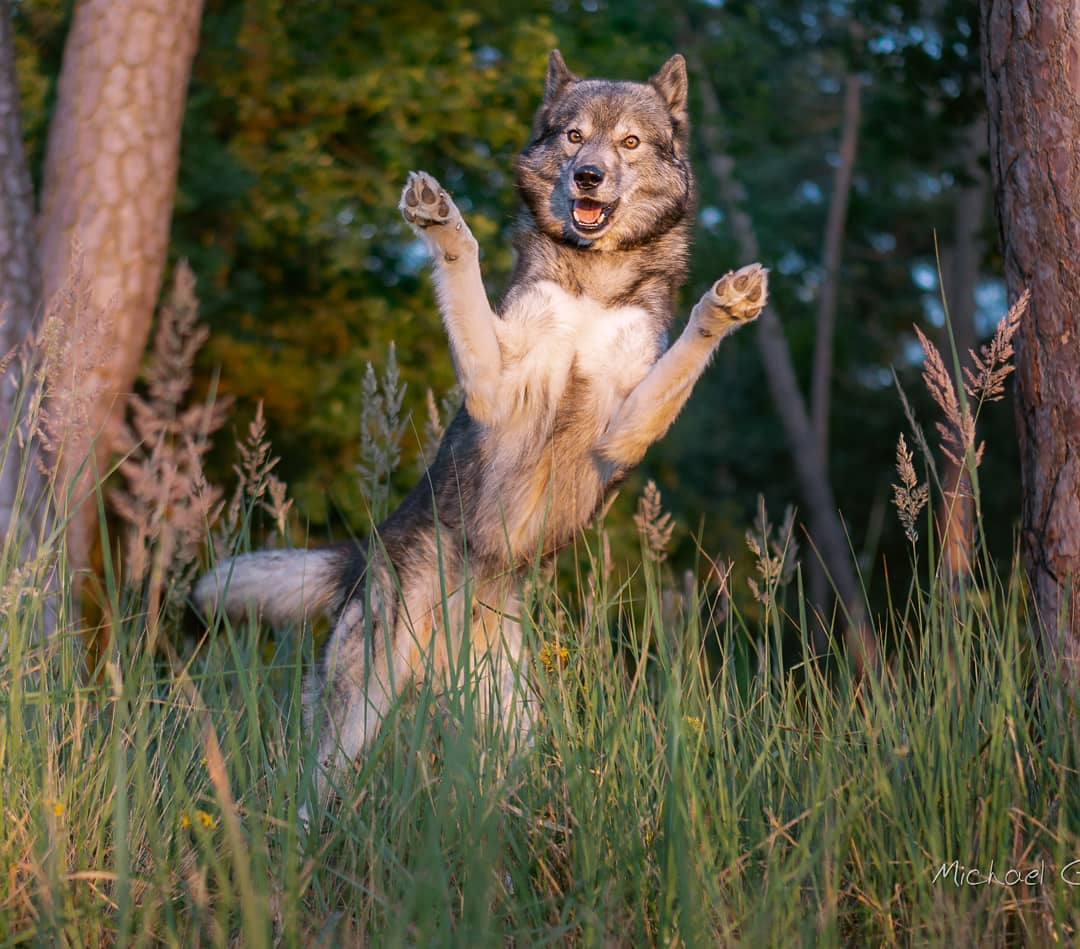 Please Caption this!
.
Last evening at sunset I wanted to get some regal Ninja s...