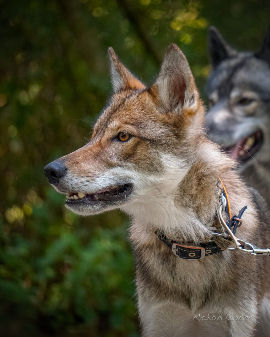 Wolfdog Nikhita and Siberian Husky Ninja