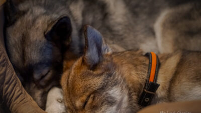 Wolfdog Nikhita and Siberian Husky Ninja