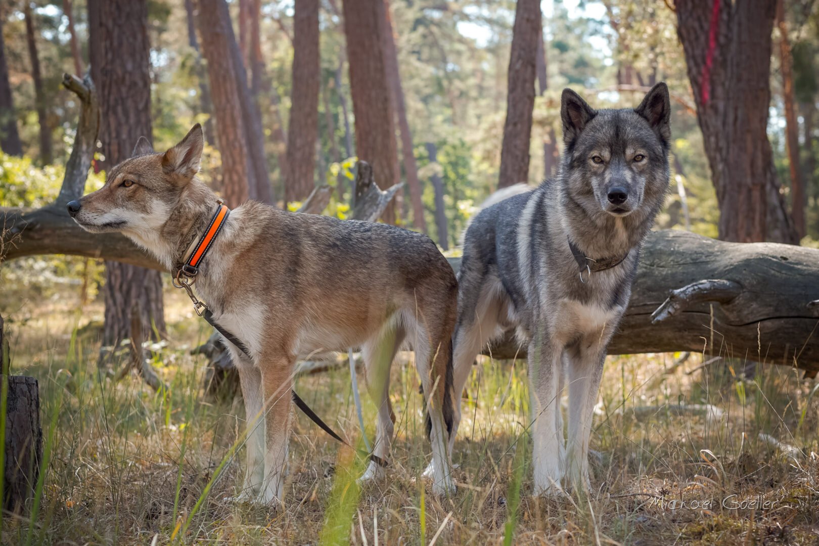 Wolfdog Nikhita and Siberian Husky Ninja