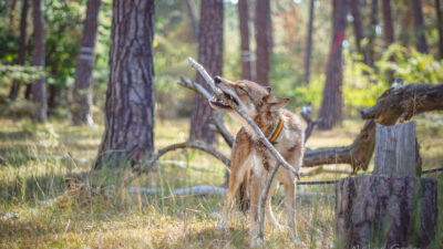 Wolfdog Nikhita and Siberian Husky Ninja