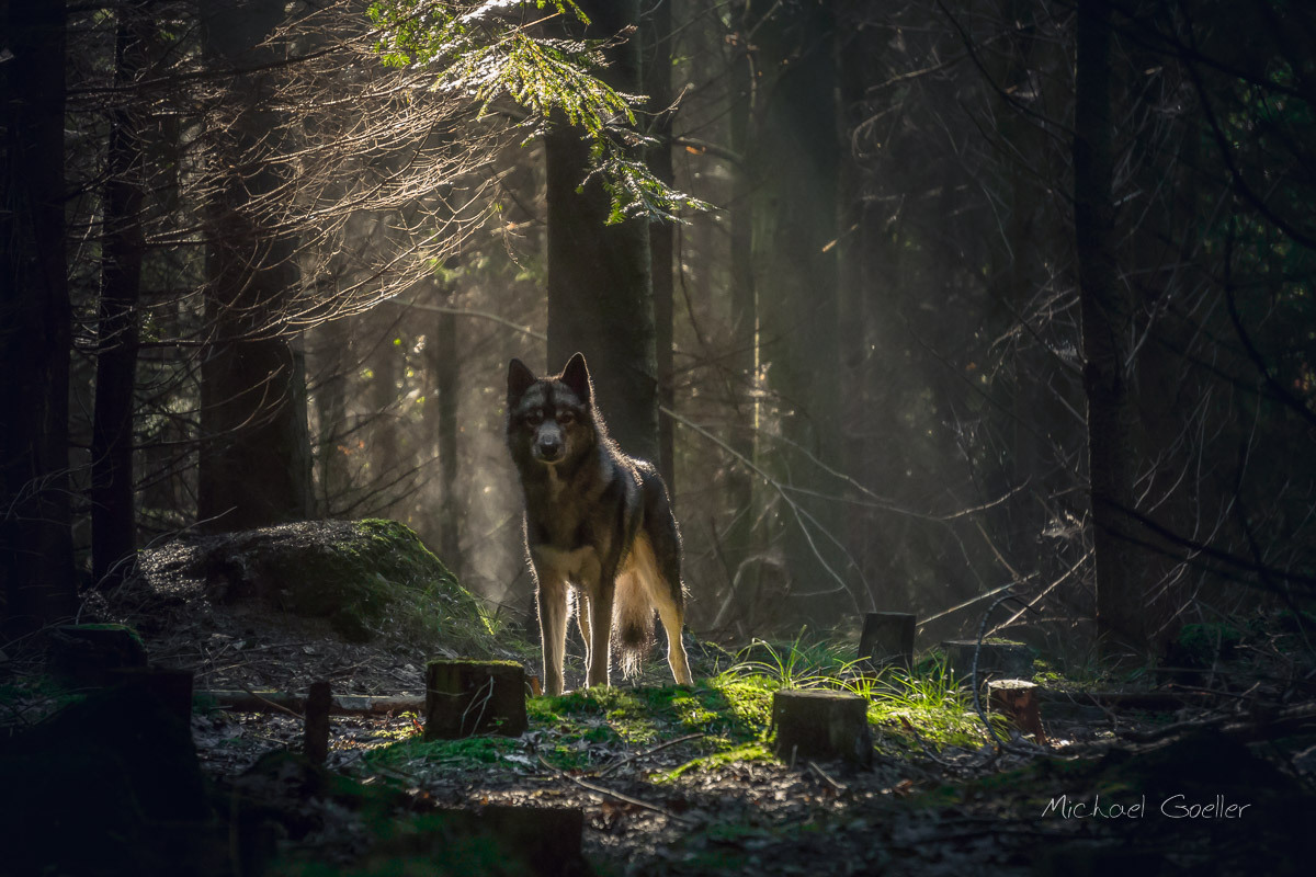 Wolf look-alike Ninja in the Steinzeitwald Albersdorf