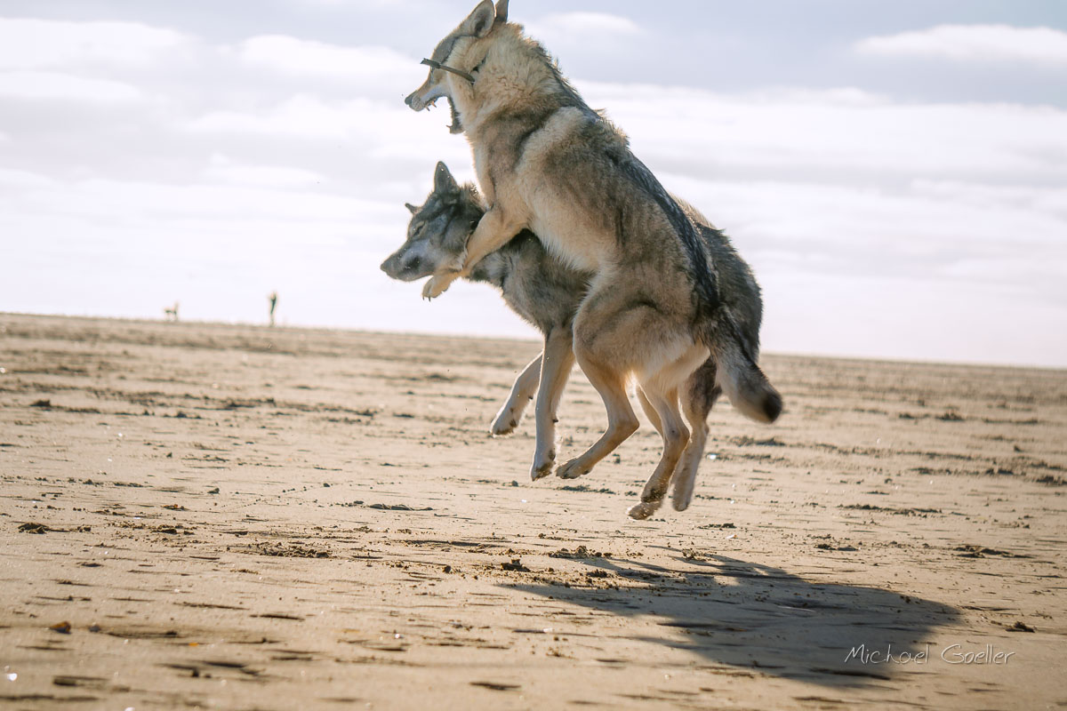 Wolf look-alike Ninja playtime with wolfdog Kalisha in St. Peter Ording