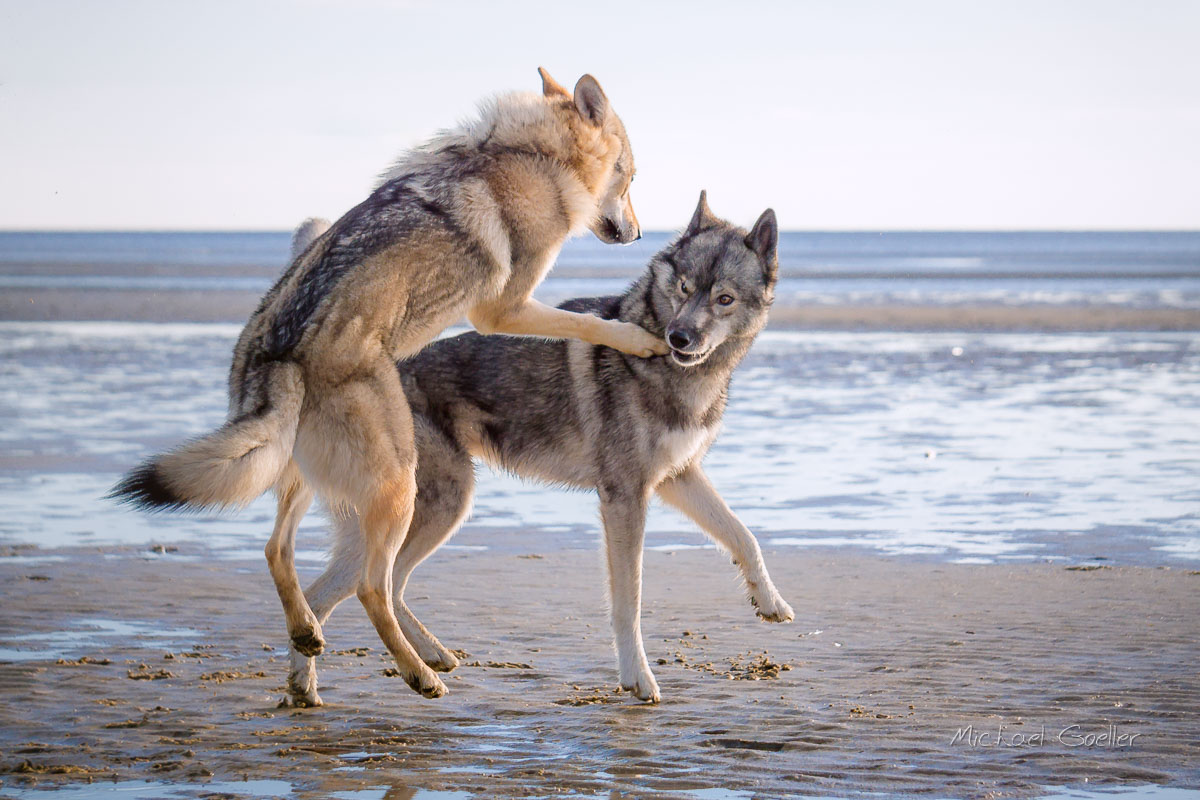 Wolf look-alike Ninja playtime with wolfdog Kalisha in St. Peter Ording