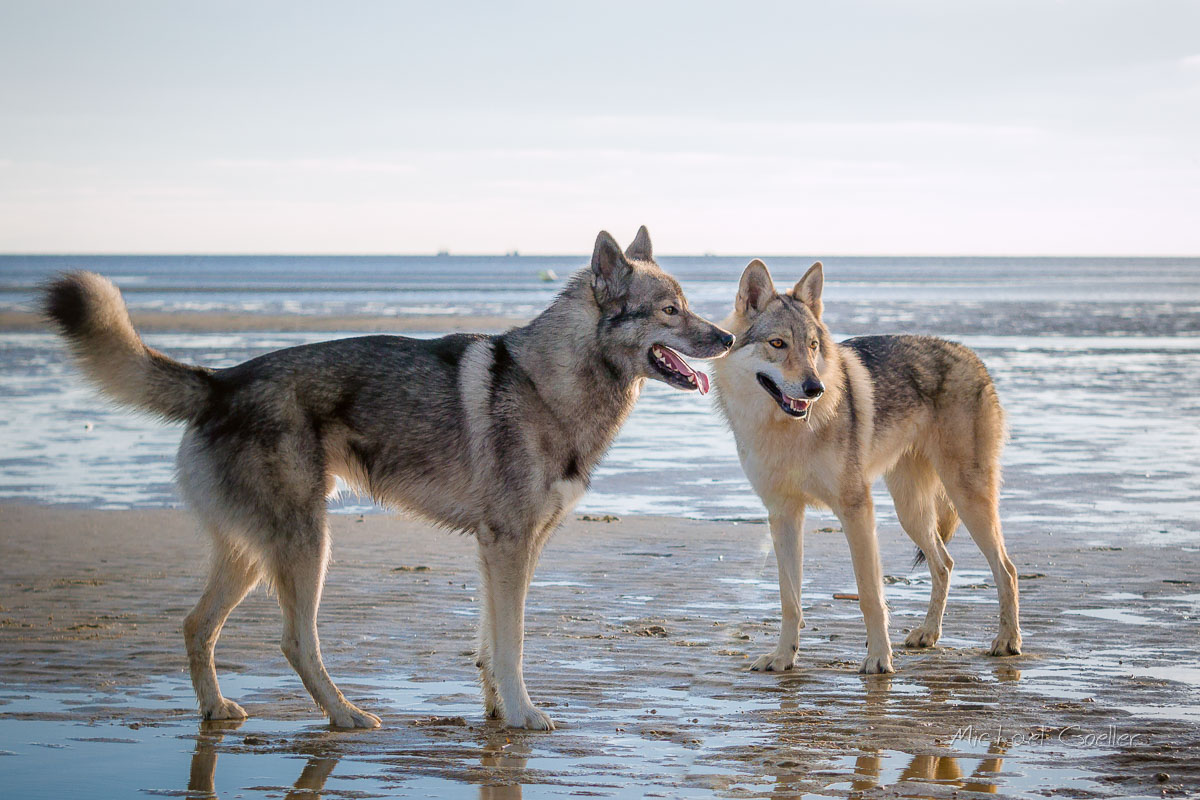 Wolf look-alike Ninja playtime with wolfdog Kalisha in St. Peter Ording