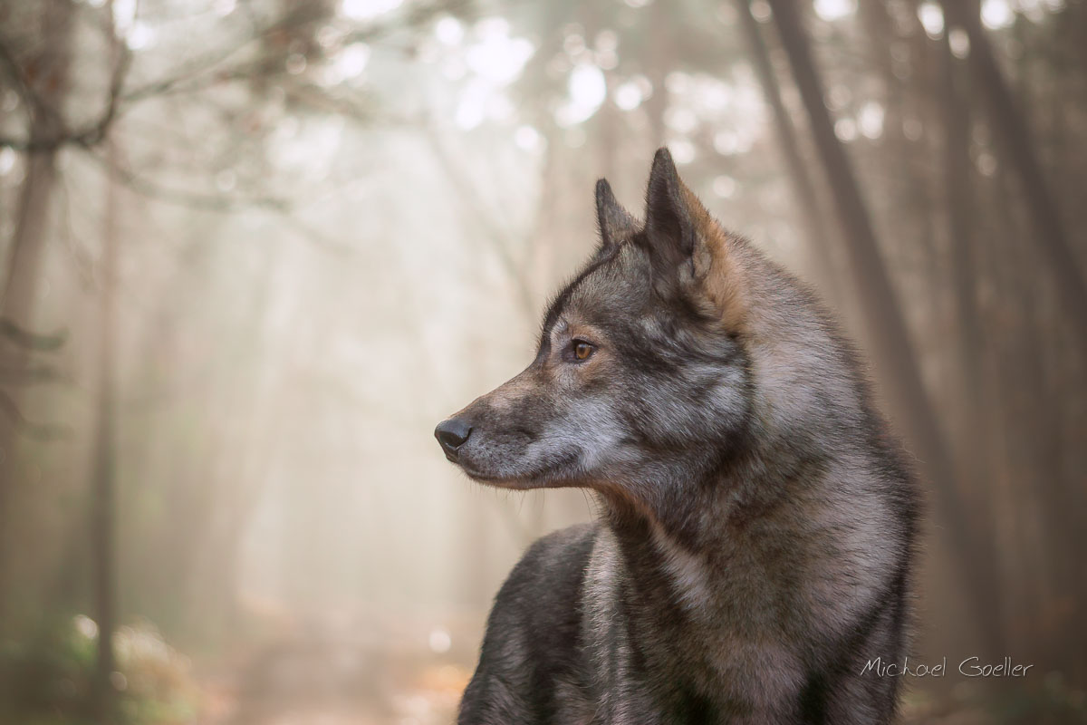 Wolf look-alike Ninja in Autumn Fog