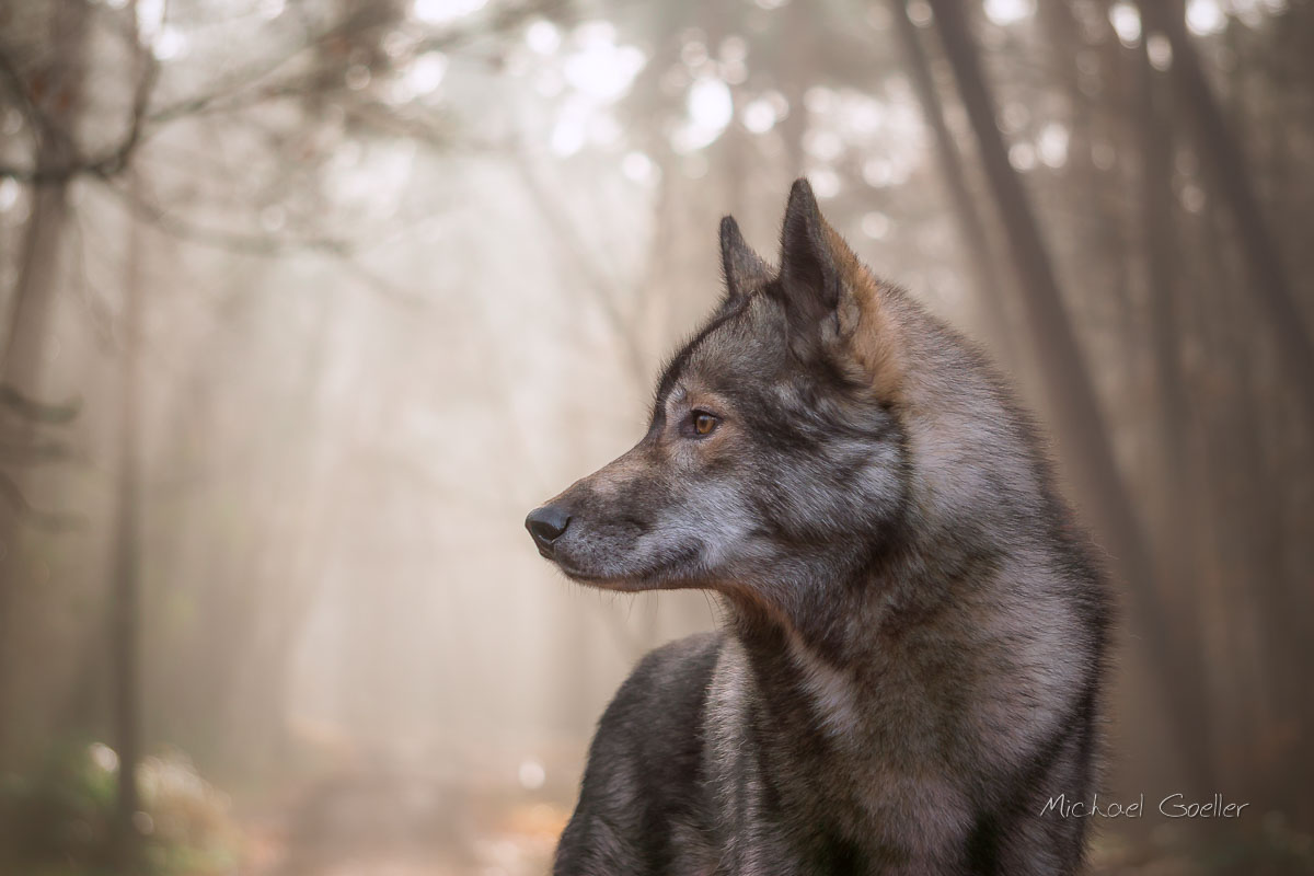 Wolf look-alike Ninja in Autumn Fog