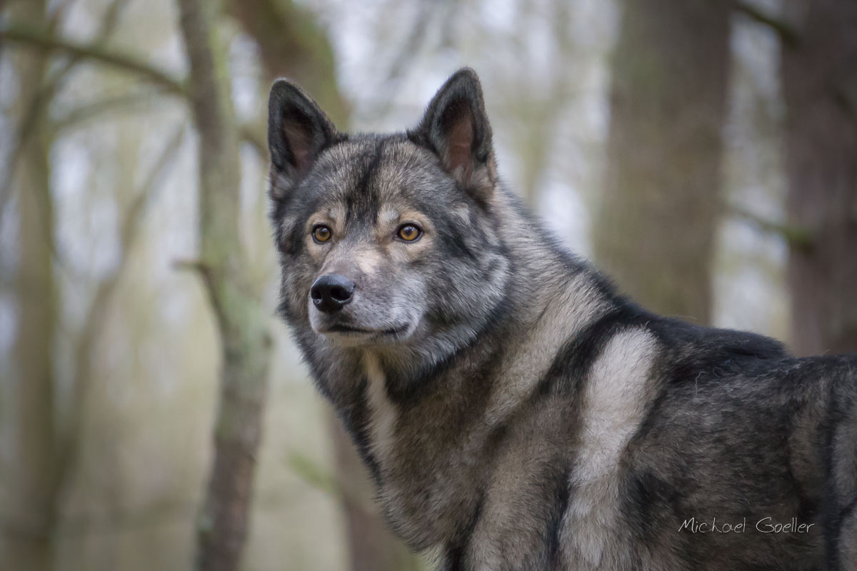 Wolf look-alike Ninja in Autumn Forest