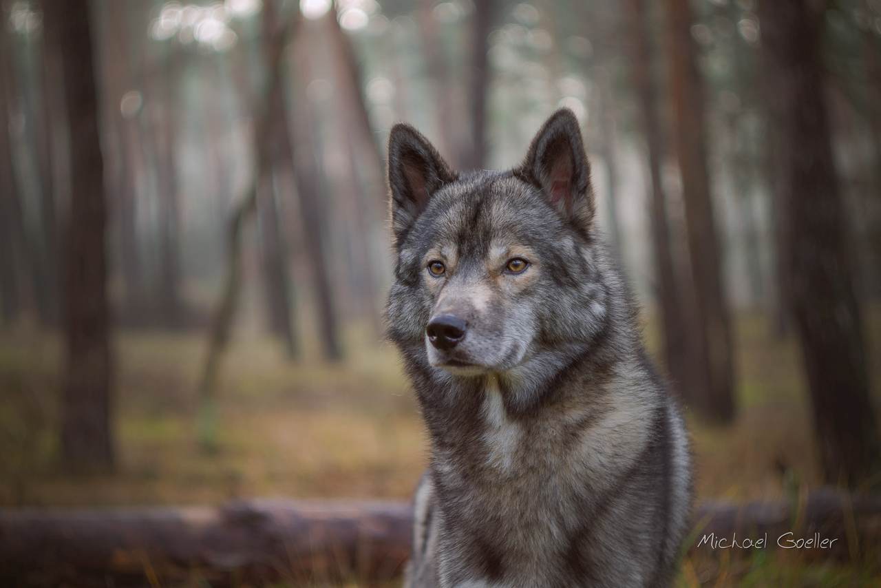 Wolf look-alike Ninja shot with a Helios 44