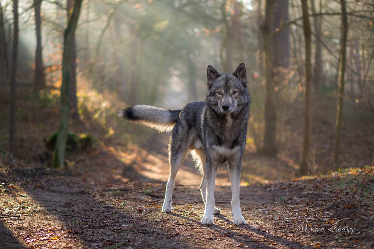 Wolf look alike Ninja godrays and backlight