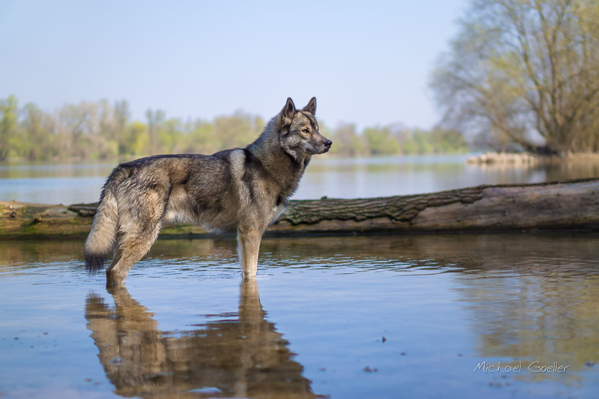 Wolf look-alike Ninja at the floodplains of river Rhine