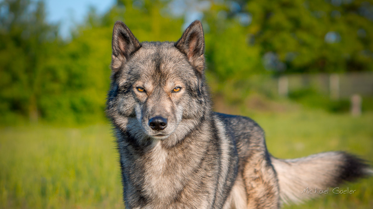 Wolf look alike Ninja with grumpy face