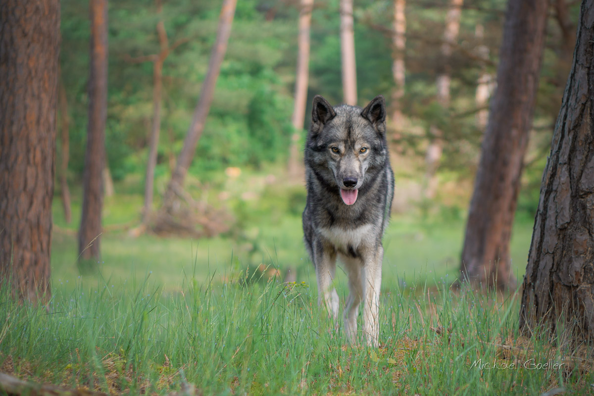 Wolf look alike Ninja with cheeky face