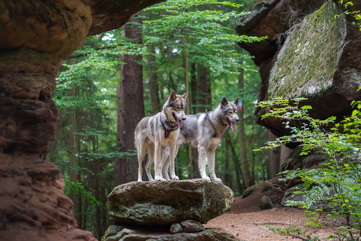 Wolf look-alike Ninja at Castle Neudahn