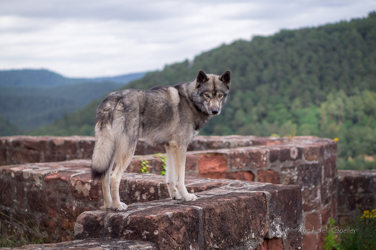 Wolf look-alike Ninja at Castle Neudahn