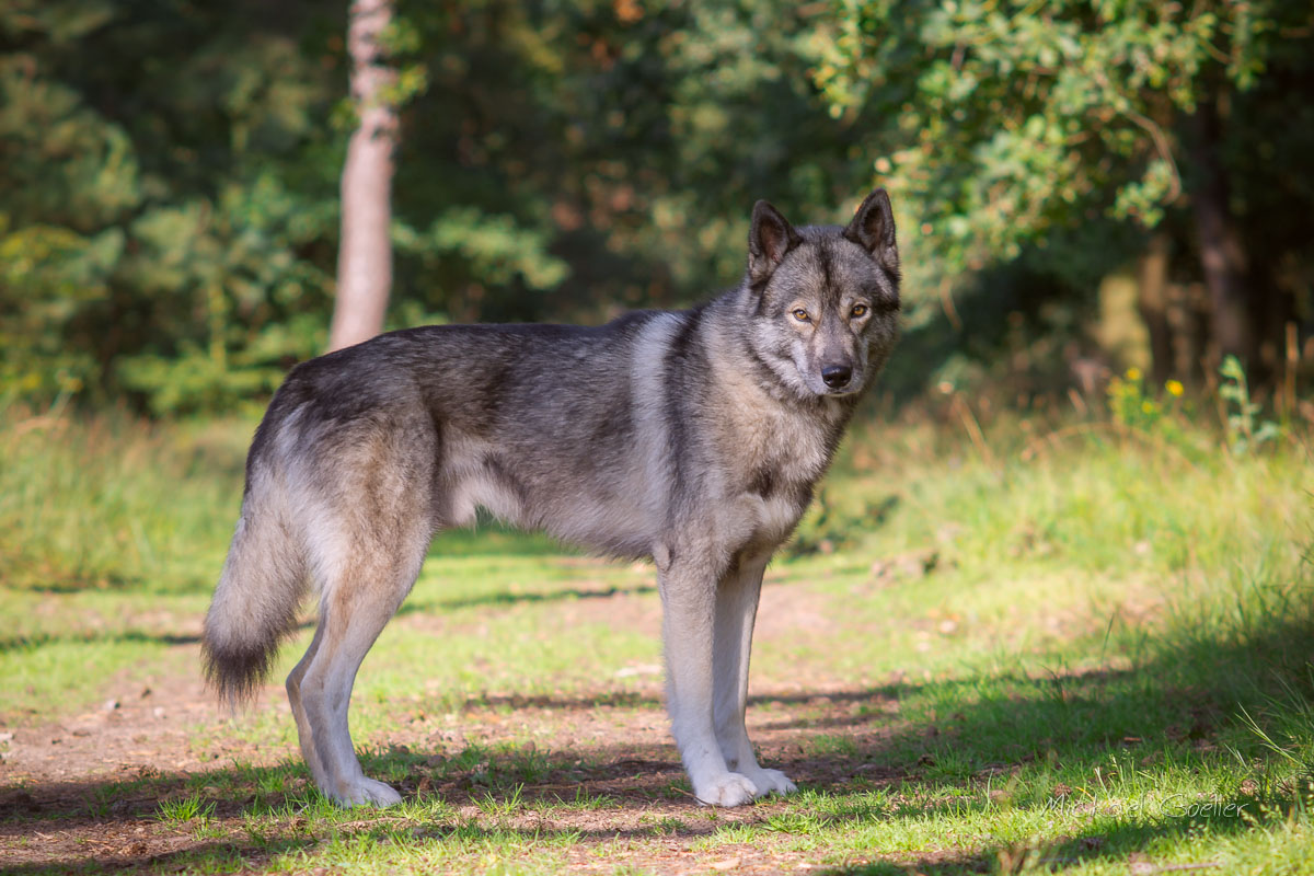 Wolf look-alike Ninja sidewards