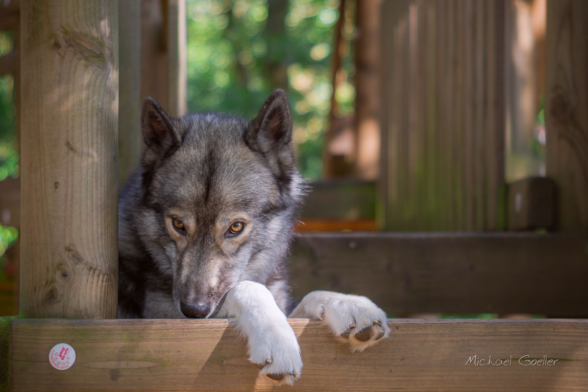 Wolf look-alike Ninja chilling on the playground