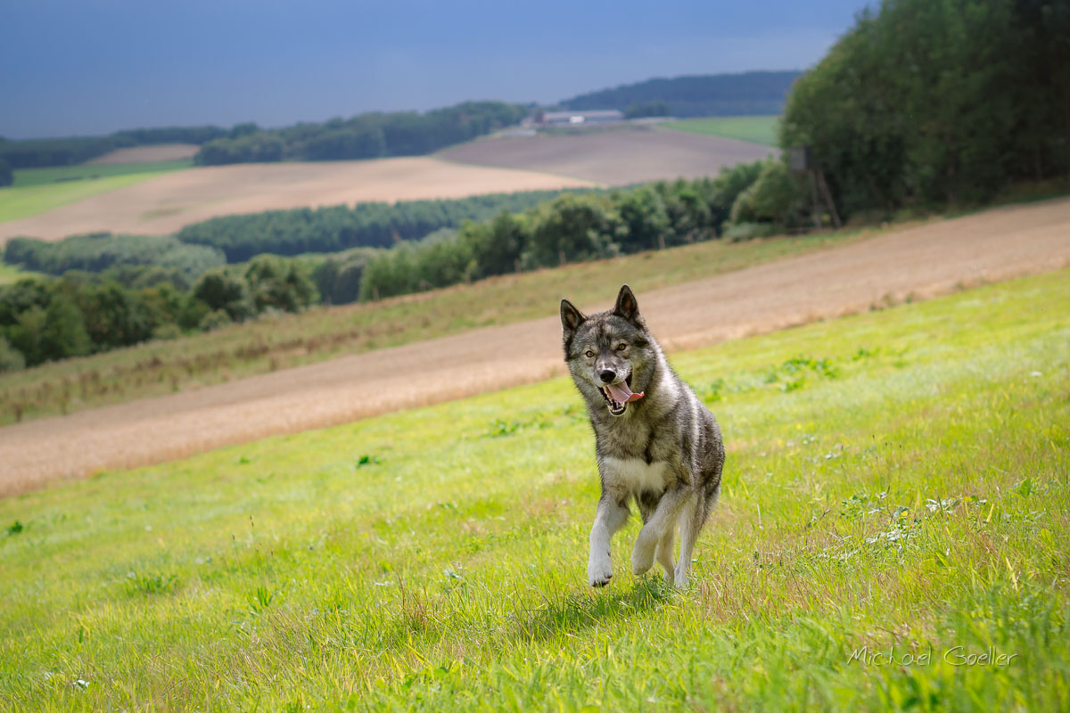 Wolf look-alike Ninja running over meadows