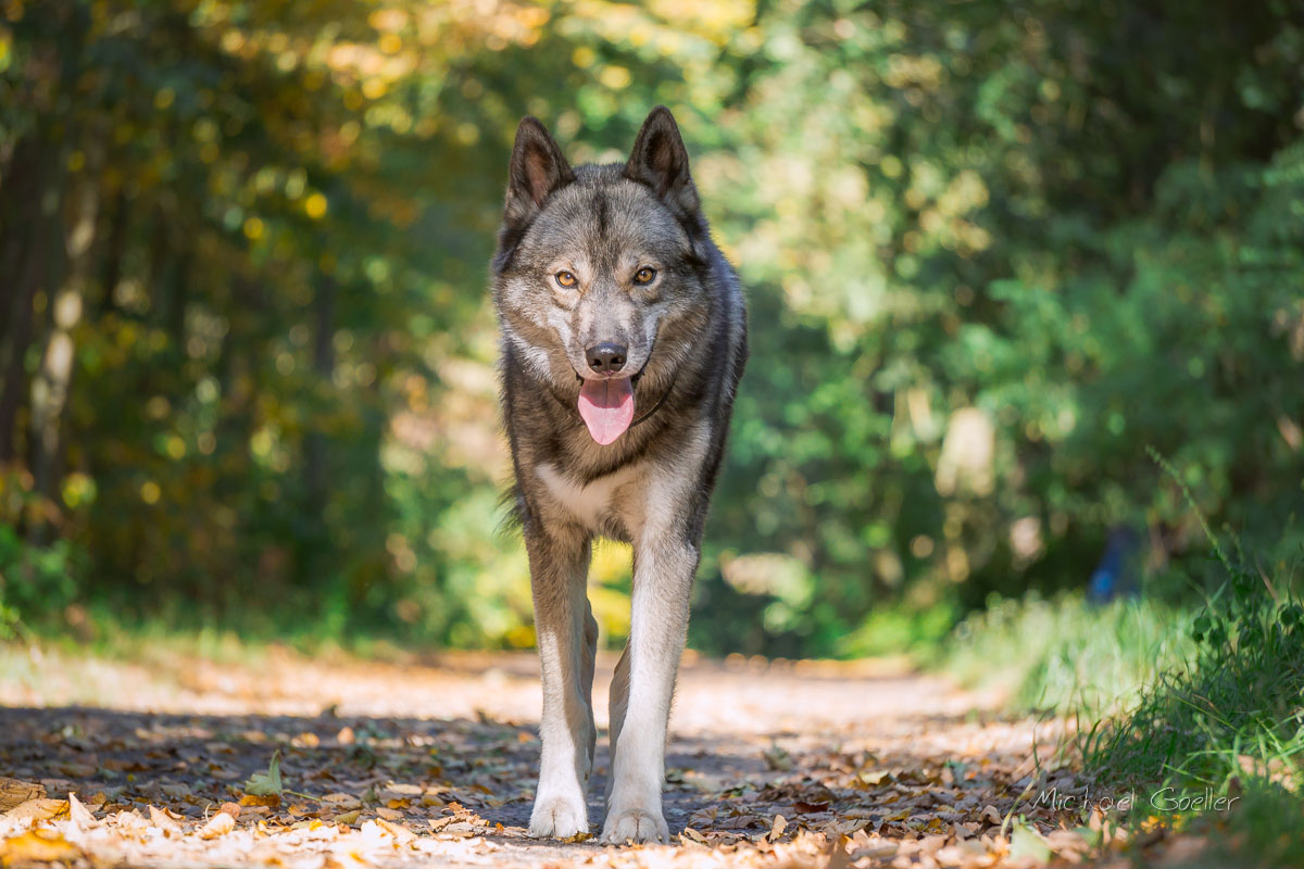 Wolf look-alike Ninja in Autumn colors