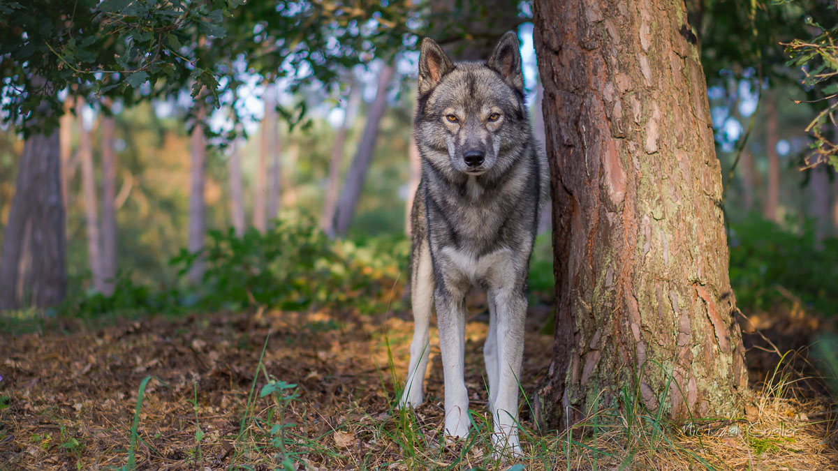 Wolf look-alike Ninja in the forest leaning at a tree