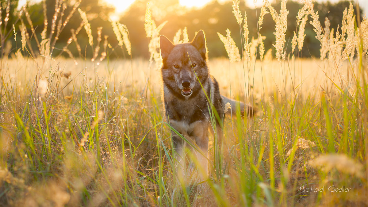Wolf look-alike Ninja standing on a meadows in an orchard at sunset