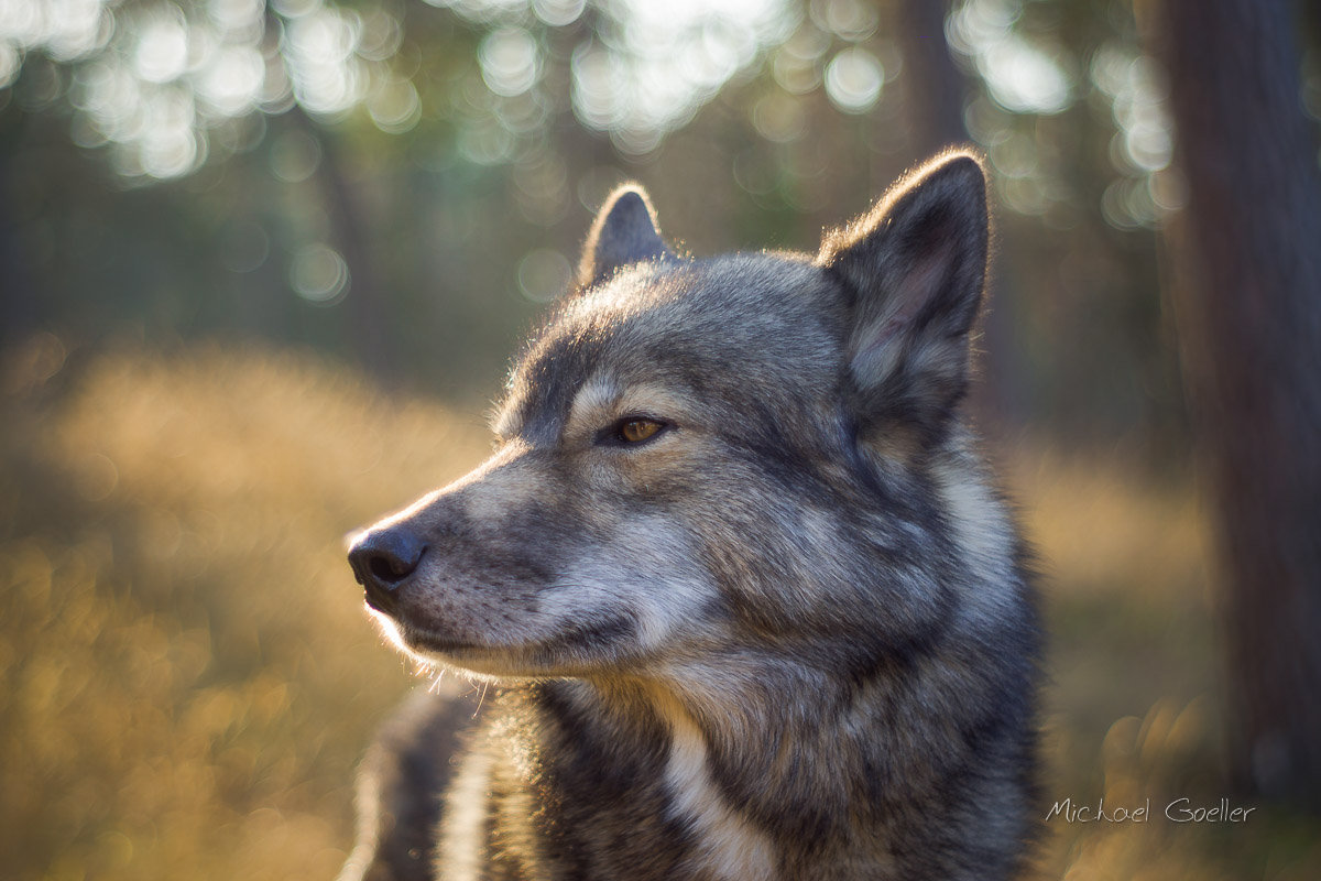 Wolf look alike Ninja in the sunset, Jupiter 8