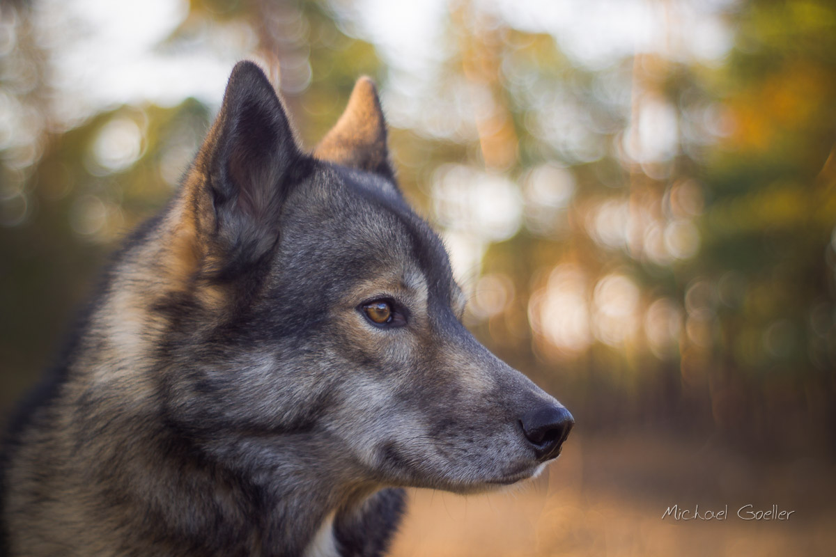 Wolf look alike Ninja in the sunset, Jupiter 8
