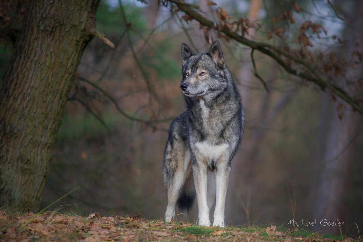 Lightroom edit of "Wolf look-alike Ninja in the forest"